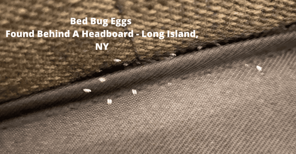Bed Bug Eggs On The Back Of A Brown Fabric Headboard