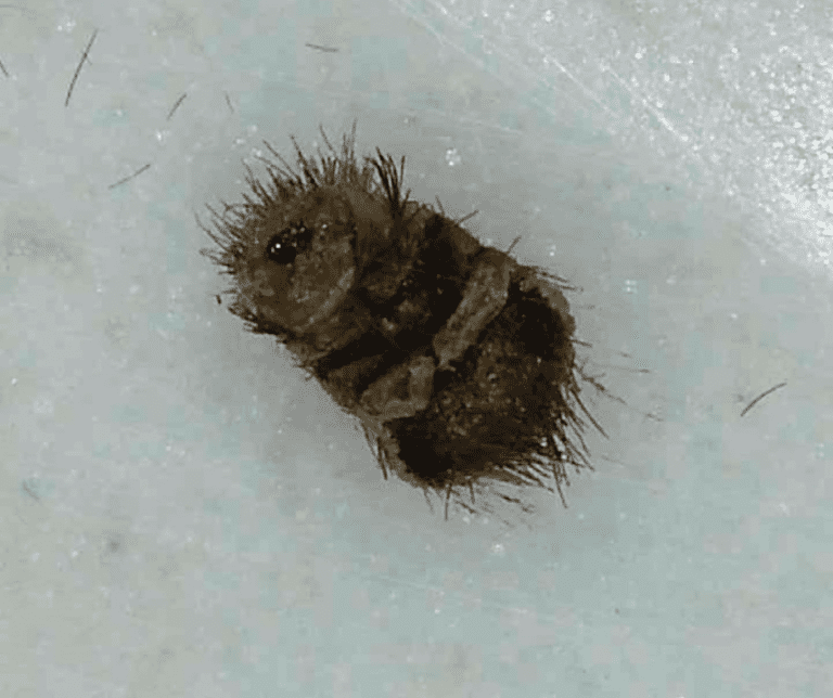 How to Get Rid of Mattress Worms What Causes Bed Worms