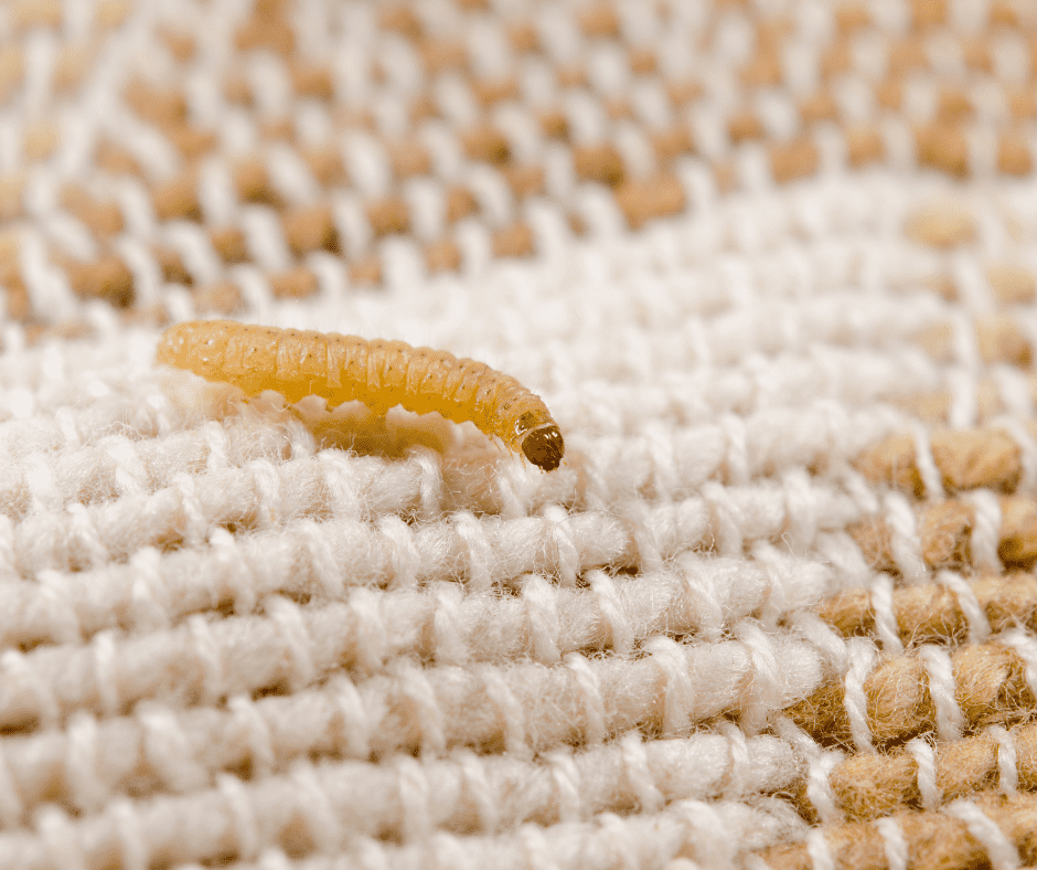 Clothing Moth Larvae - A common bed worm