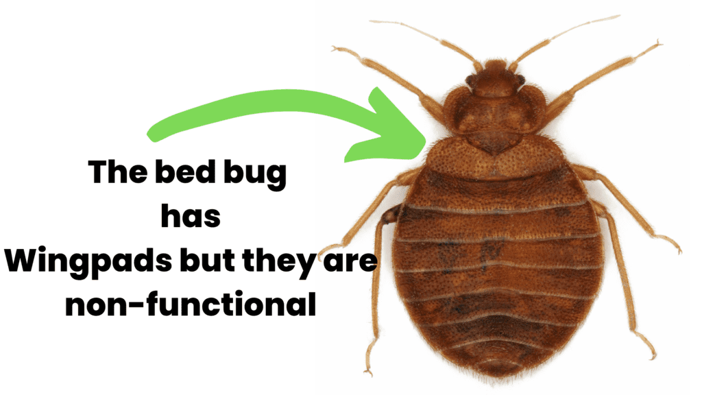 Do Bed Bugs Fly? A bed bug has non functioning wing-pads