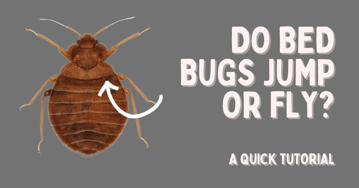 Do Bed Bugs Jump? Do Bed Bugs Fly? A Quick Tutorial!