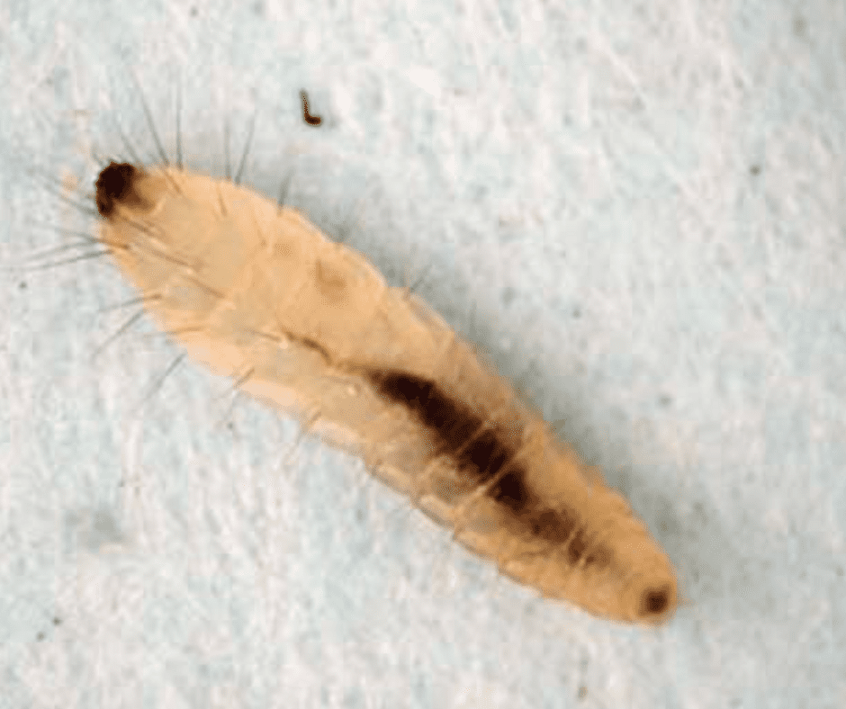 Flea Lavae - A Common Mattress Worm