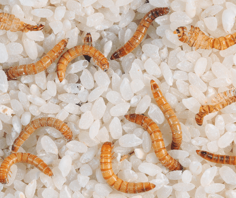 Flour Beetle Larvae and Some Rice - Bed Worm if Your Kitchen is Infested