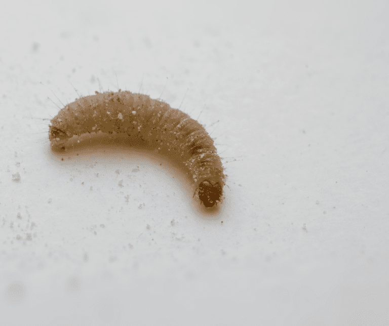 How to Get Rid of Mattress Worms What Causes Bed Worms