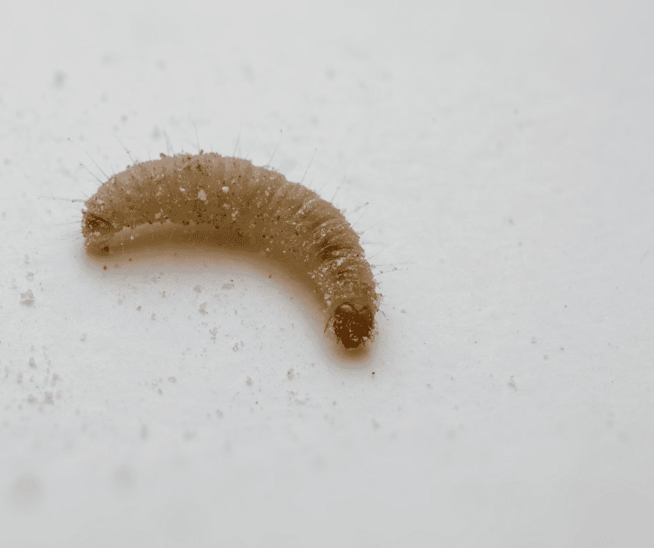 Indian Meal Moth Larvae - they can become a bed worm problem if your house is infested