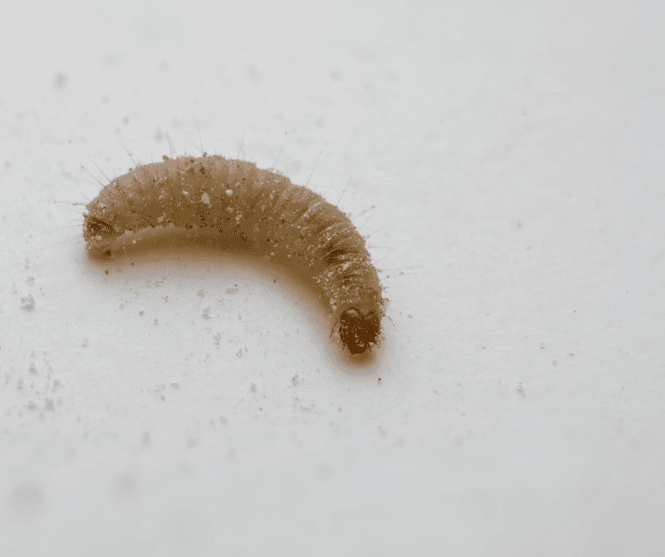 what are flat white worms in dog poop