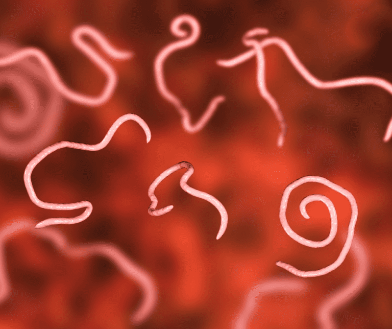 How to Get Rid of Mattress Worms What Causes Bed Worms