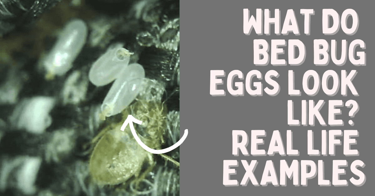 What Do Bed Bug Eggs Look Like 1 