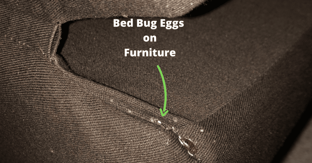 bed bug eggs on furniture (on a brown couch)