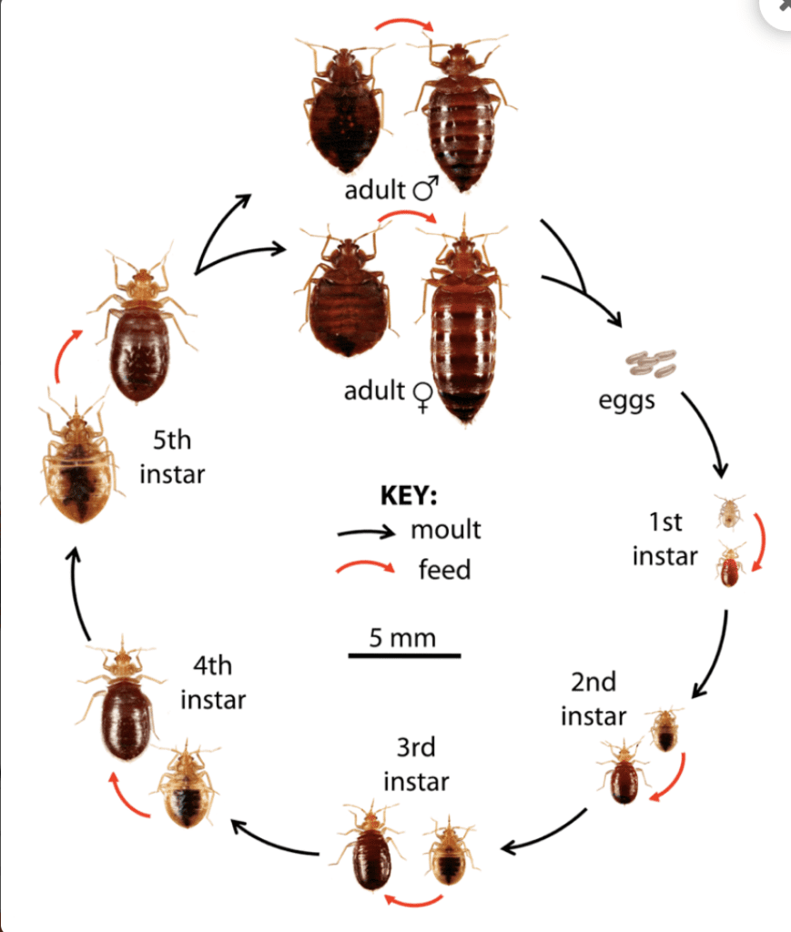 stages of the bed bug lifecycle