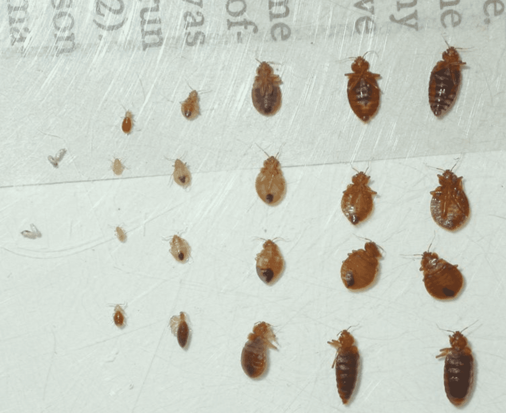 bed bug life stages comparison table: baby bed bugs (nymphs), eggs, and adults