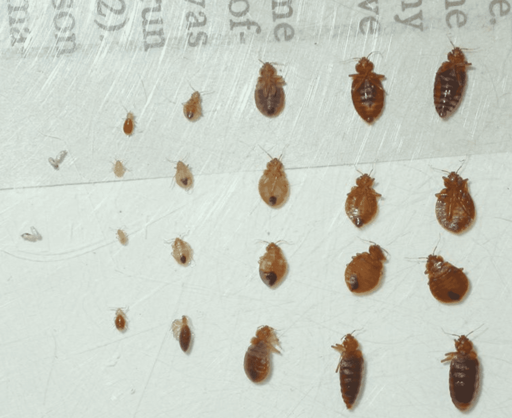 fleas in mattress or bed bugs