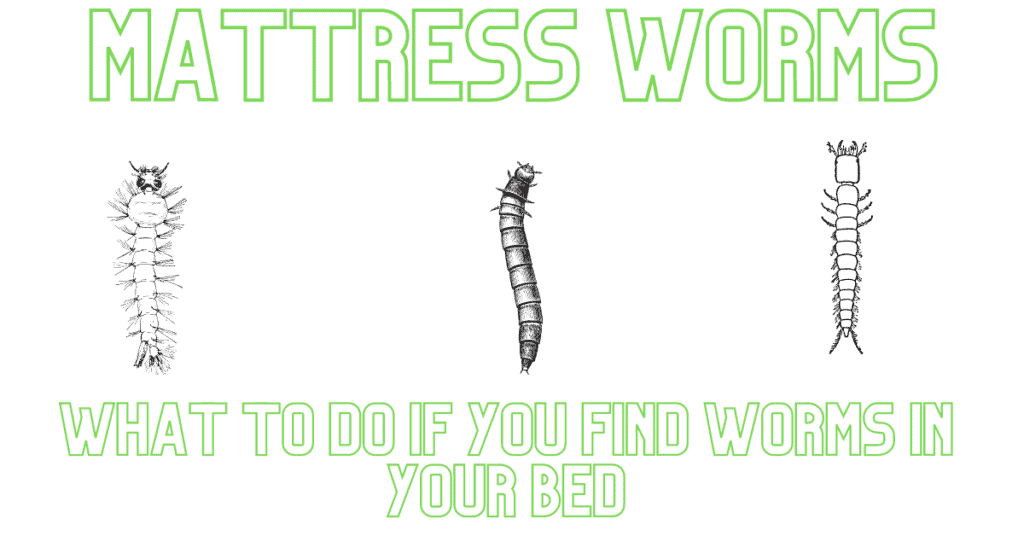 mattress worms - what to do if you find bed worms