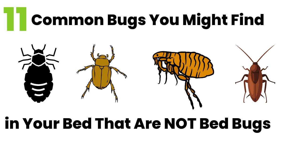 11 Common Bugs In The Bed That Are Not Bed Bugs 