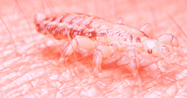 11 Common Bugs in the Bed That Are Not Bed Bugs