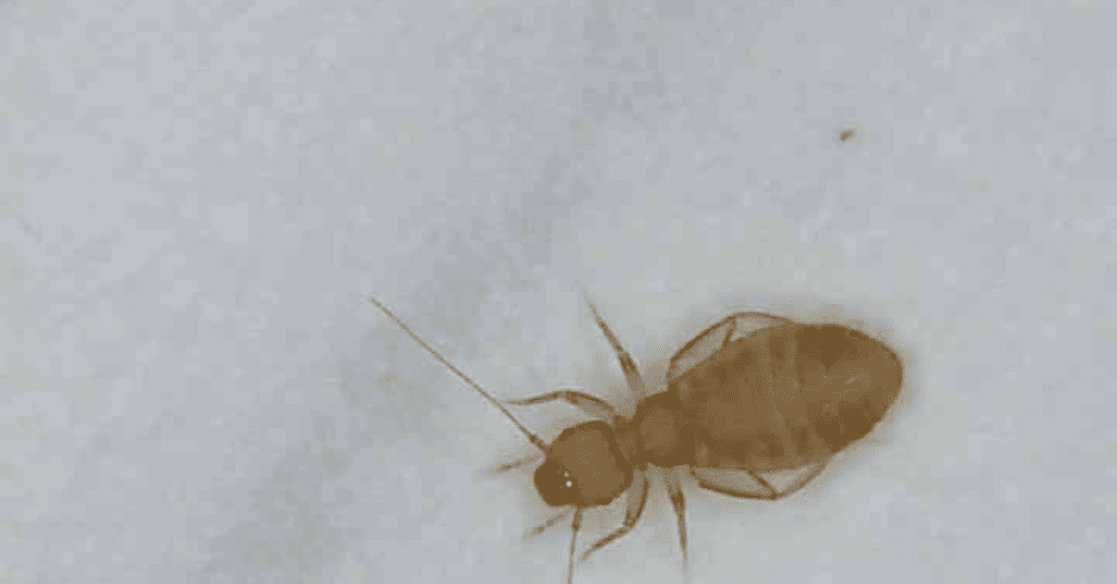 Book lice - common bugs in bed that are not bed bugs