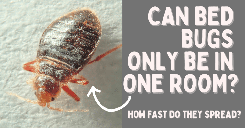 How Fast Can Bed Bugs Spread From Room to Room?