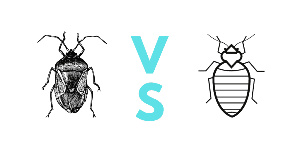 Bed bugs vs stink bugs