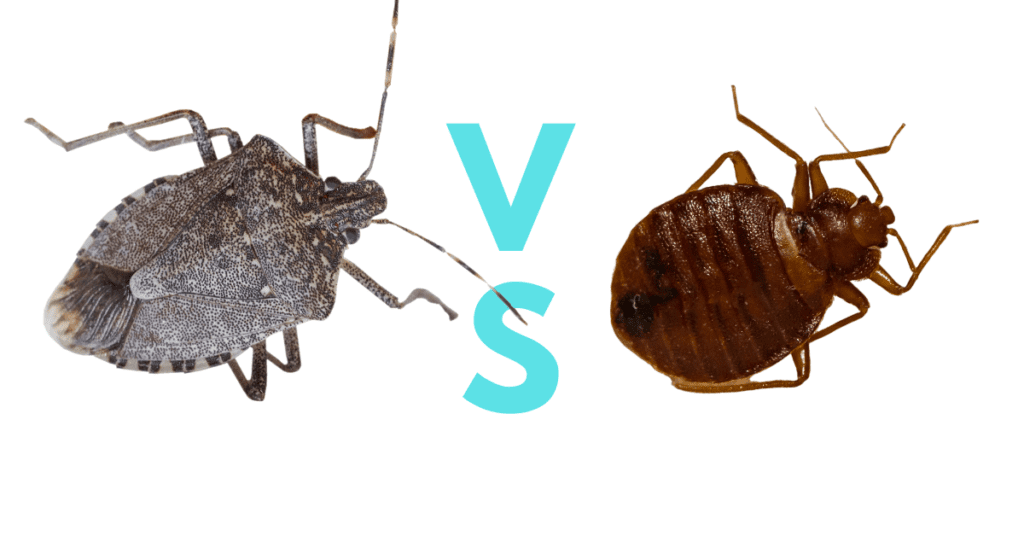 stink bug vs bed bug