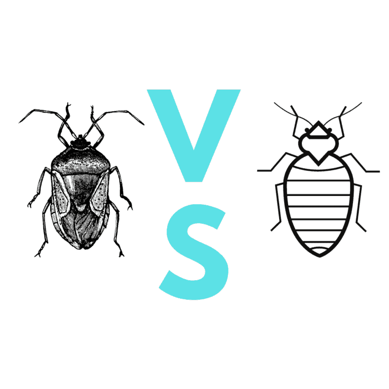 Stink Bug vs Bed Bug What Are the Differences? Doctor Sniffs