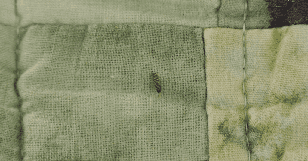 carpet beetle larvae on a quilt