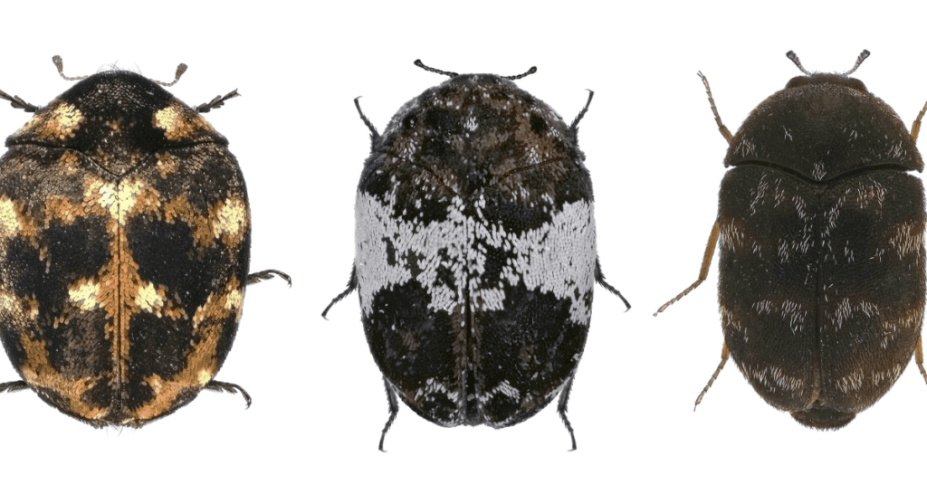 3 types of carpet beetles