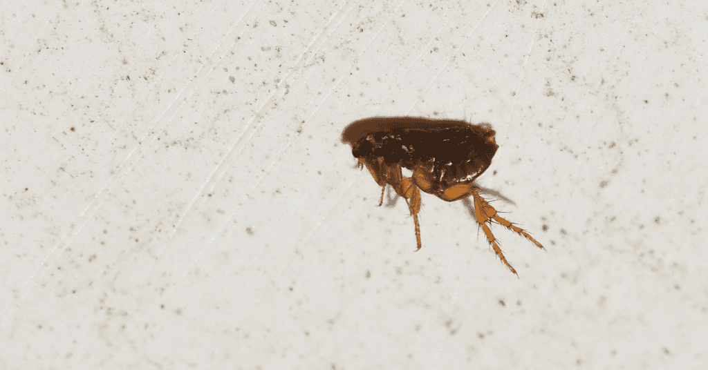 a flea found on a bed.