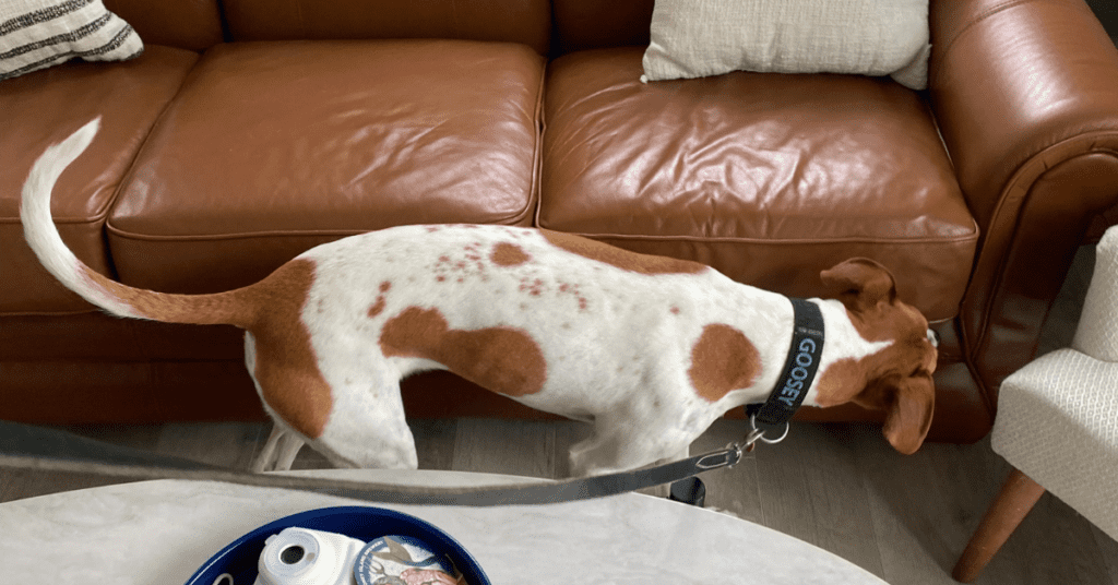 Goosey, the NYC bed bug dog, sniffing a leather couch for bed bugs.