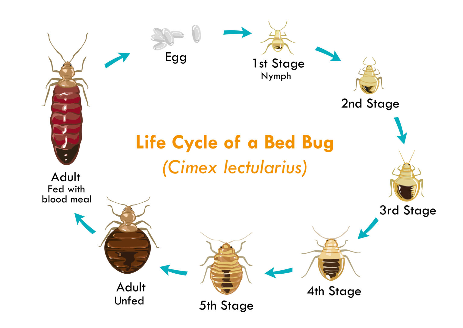 What Is The Bed Bug Life Cycle And How Long Do Bed Bugs Live What Is The Bed Bug Life Cycle And How Long Do Bed Bugs Live