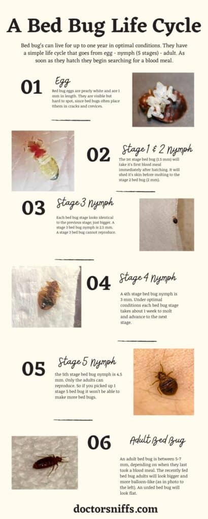 Bed Bug Life Cycle, stages from egg to adult