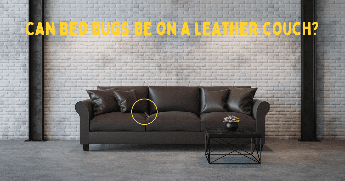 Can Bed Bugs Live On Leather Doctor