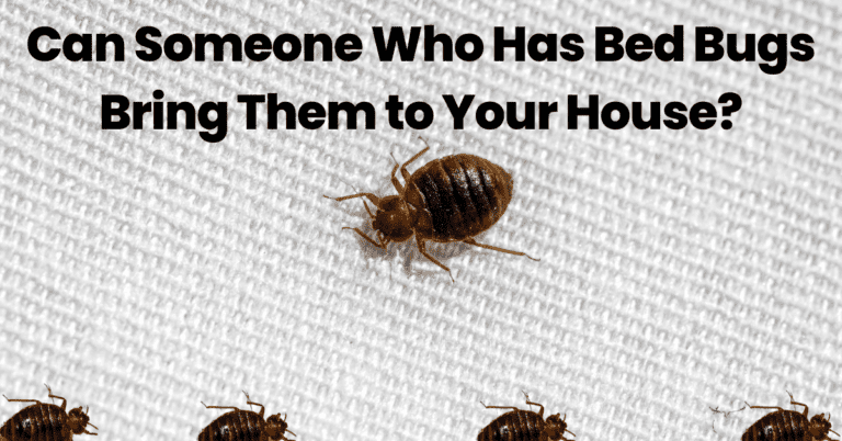 can bed bugs travel person to person