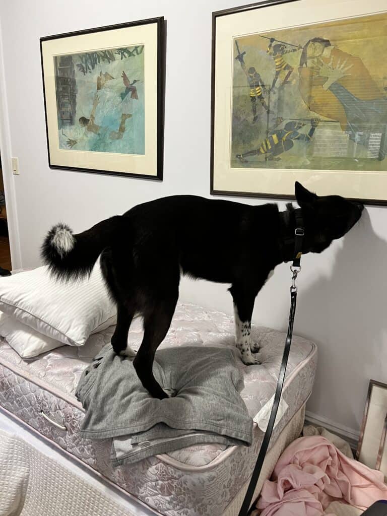 A bed bug sniffing dog, inspecting some artwork.
