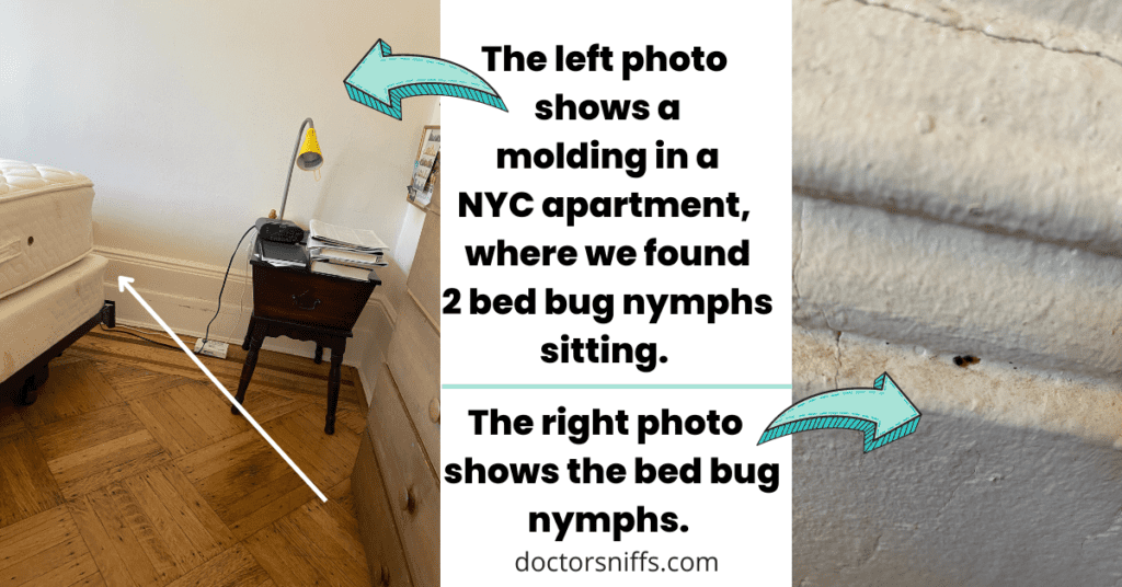 bed bugs can hide on a molding