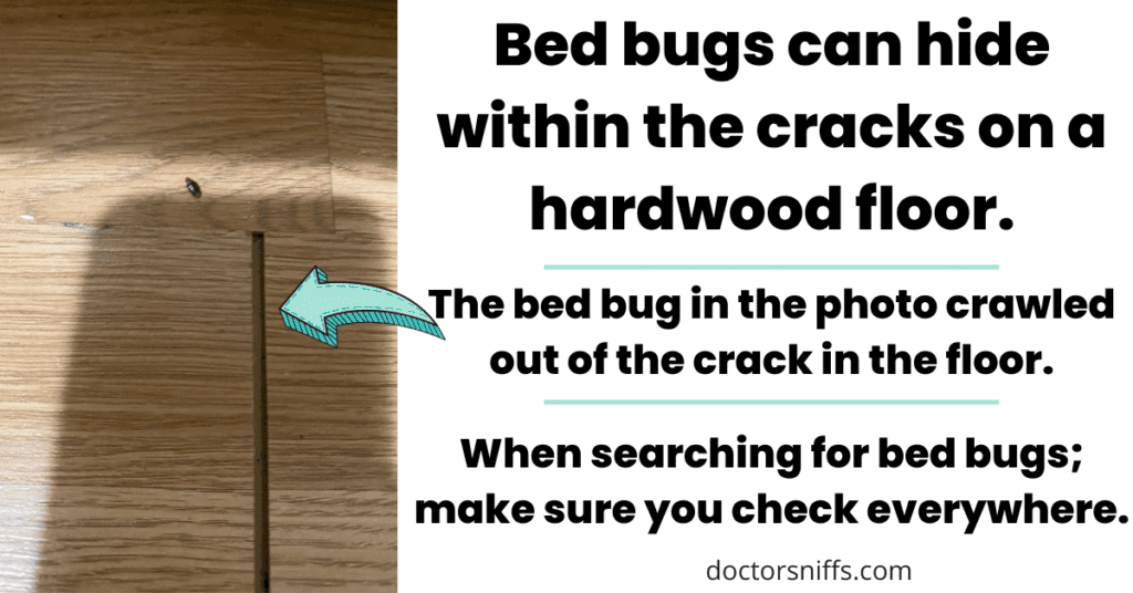 Bed bugs hide on hardwood floors