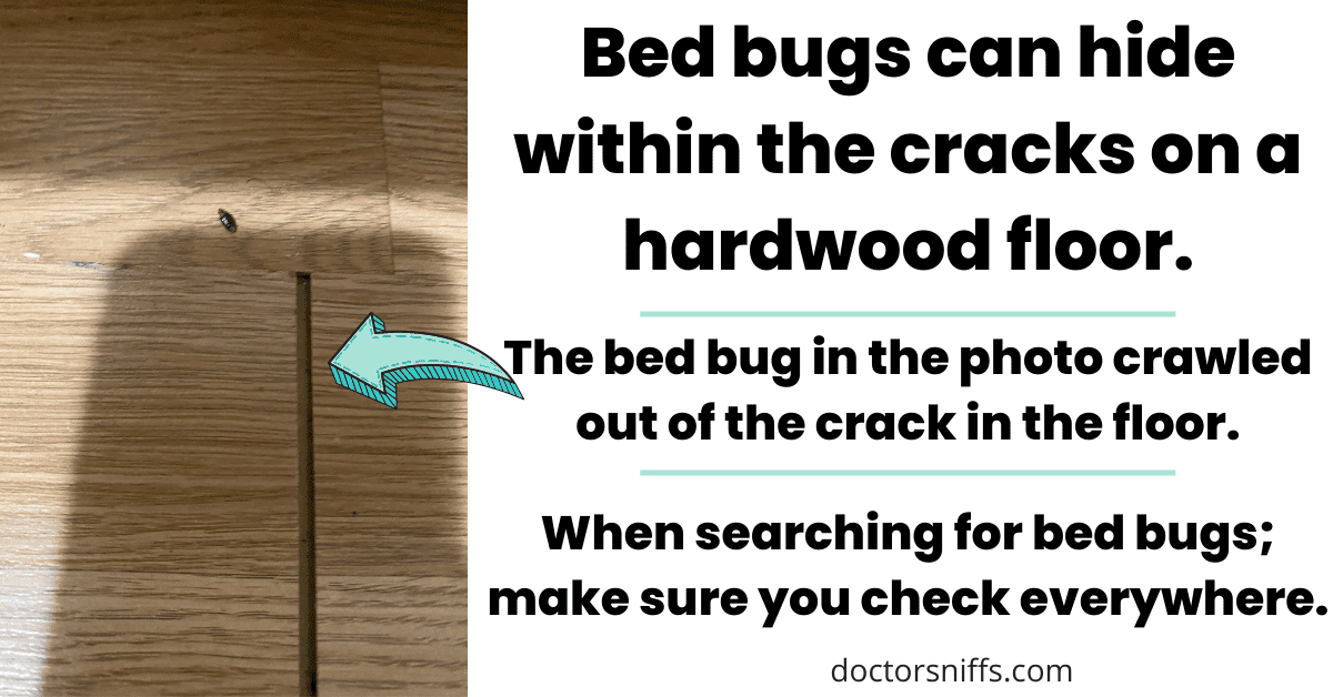 19 Common Places Where Bed Bugs Hide