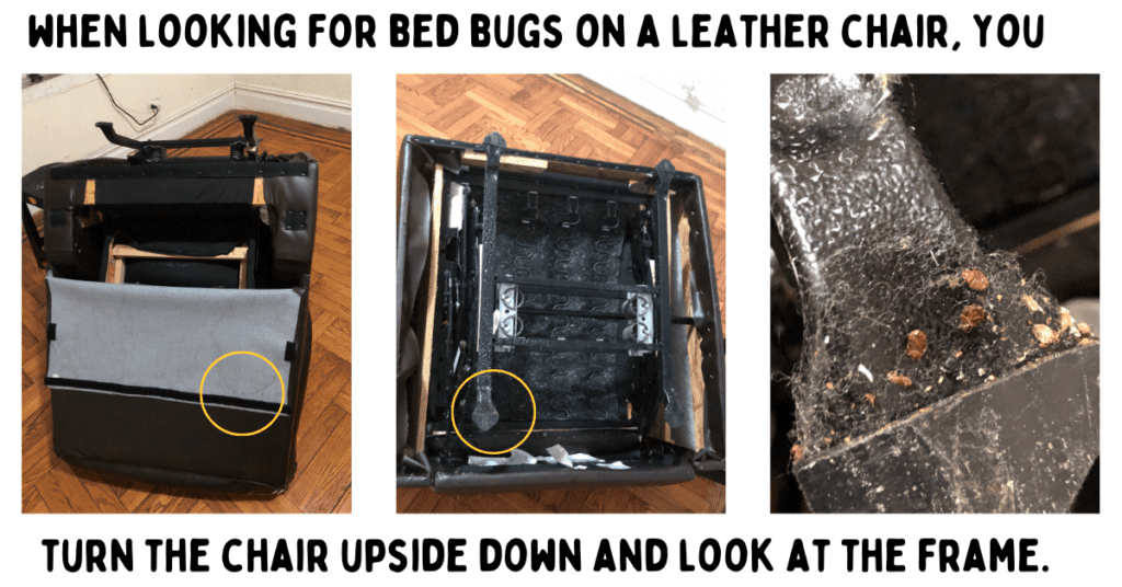bed bugs on a leather chair