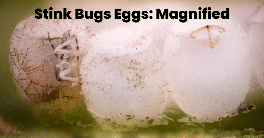 brown marmorated stink bug eggs