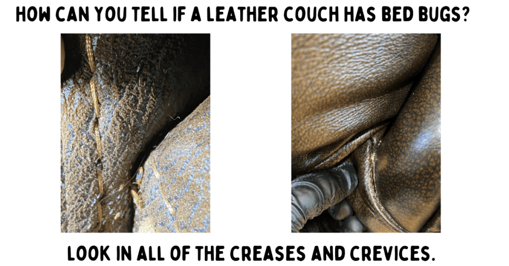 How can you tell if a leather couch has bed bugs?