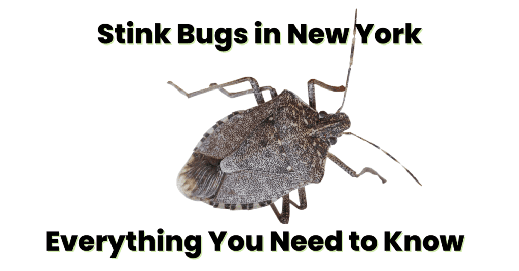 stink bugs in New York