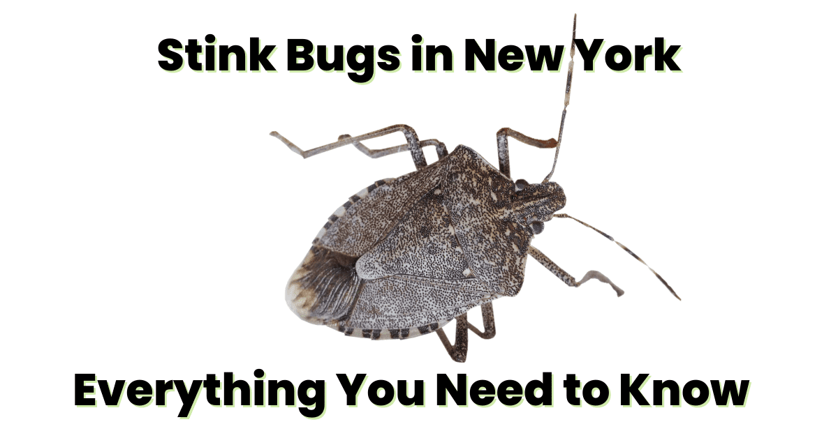 Stink Bugs in NY What to Do if You Find Them?