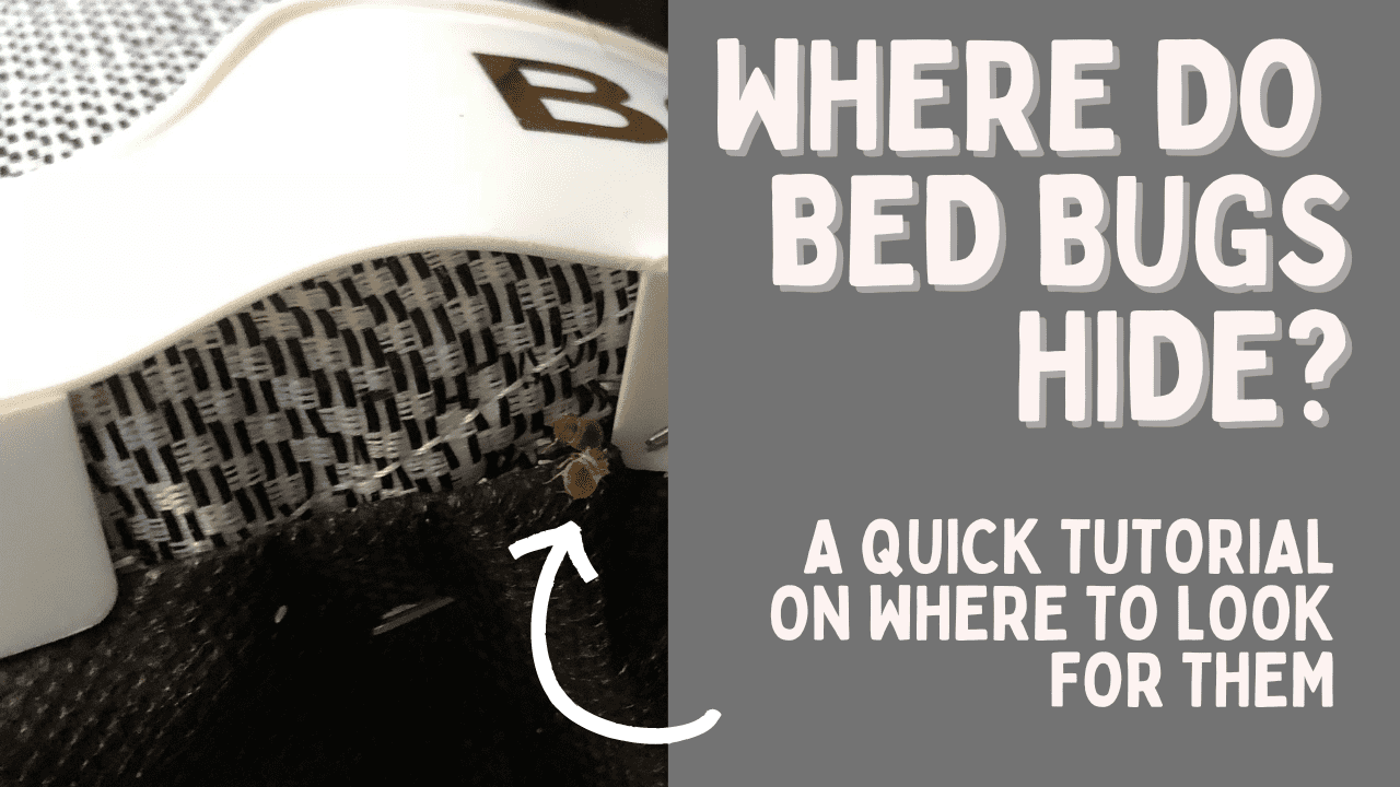 19 Common Places Where Bed Bugs Hide