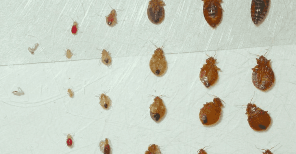 Comparison of Bed Bugs in various life stages