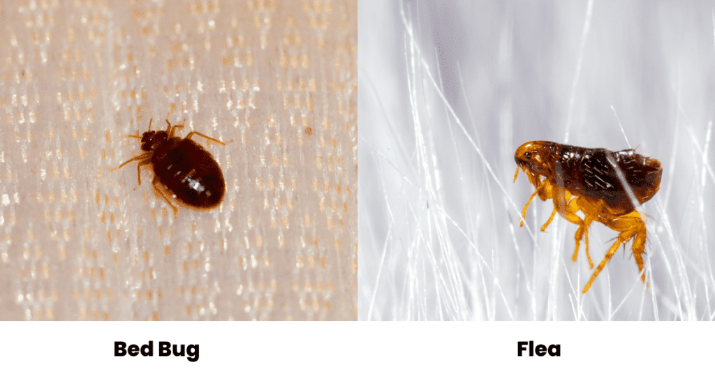 Bed bugs vs fleas - Bugs That Look Like Fleas