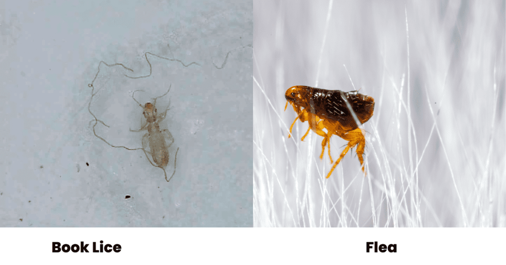 Book Lice vs flea - booklouse a popular Bug mistaken for Fleas