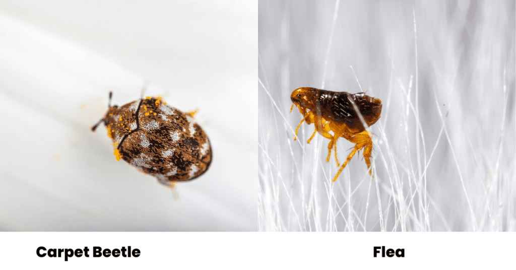 Carpet beetle vs flea