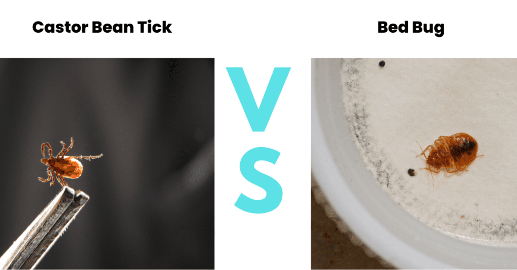 Castor Bean Tick vs Bed Bug - Side by side