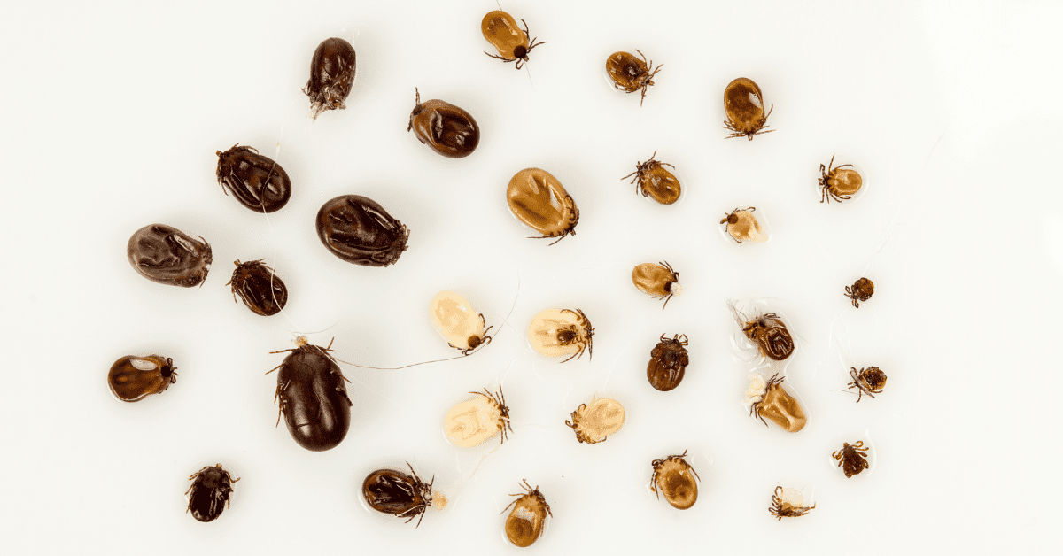 Tick vs Bed Bug A Guide with Photos