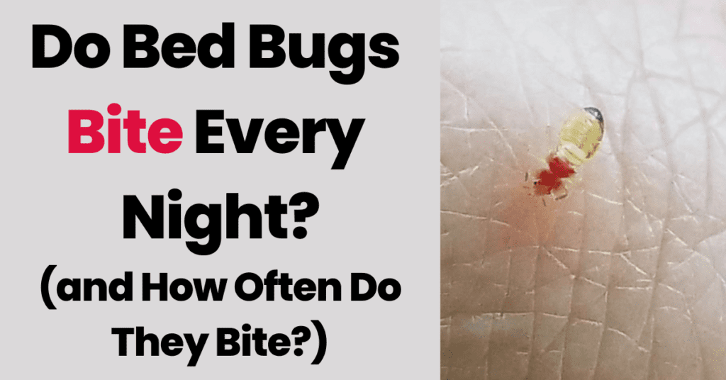 Do Bed Bugs Bite Every Night - How often do bed bugs feed?