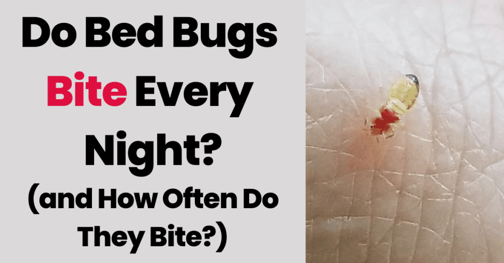 do-bed-bugs-bite-every-night-and-how-often-do-they-bite